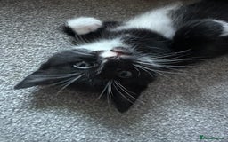 Turkish Angora cats for sale: Gorgeous Turkish Angora cross kittens  - Image 6