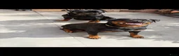 Rottweiler dogs for sale: Rottweiler Puppies - Advert 5