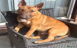 English Toy Terrier dogs for stud: Oscar - Image 2