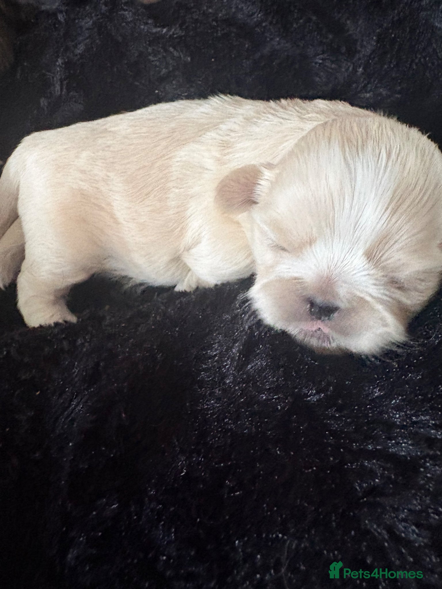 Shih Tzu dogs KC Reg Imperial Shihtzu Pups 2 cream boys  - Advert 2