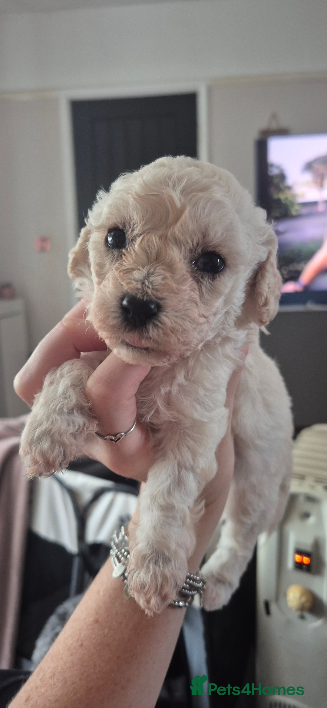 Mixed Breed dogs for sale: Gorgeous cavapoochon puppies - Advert 33