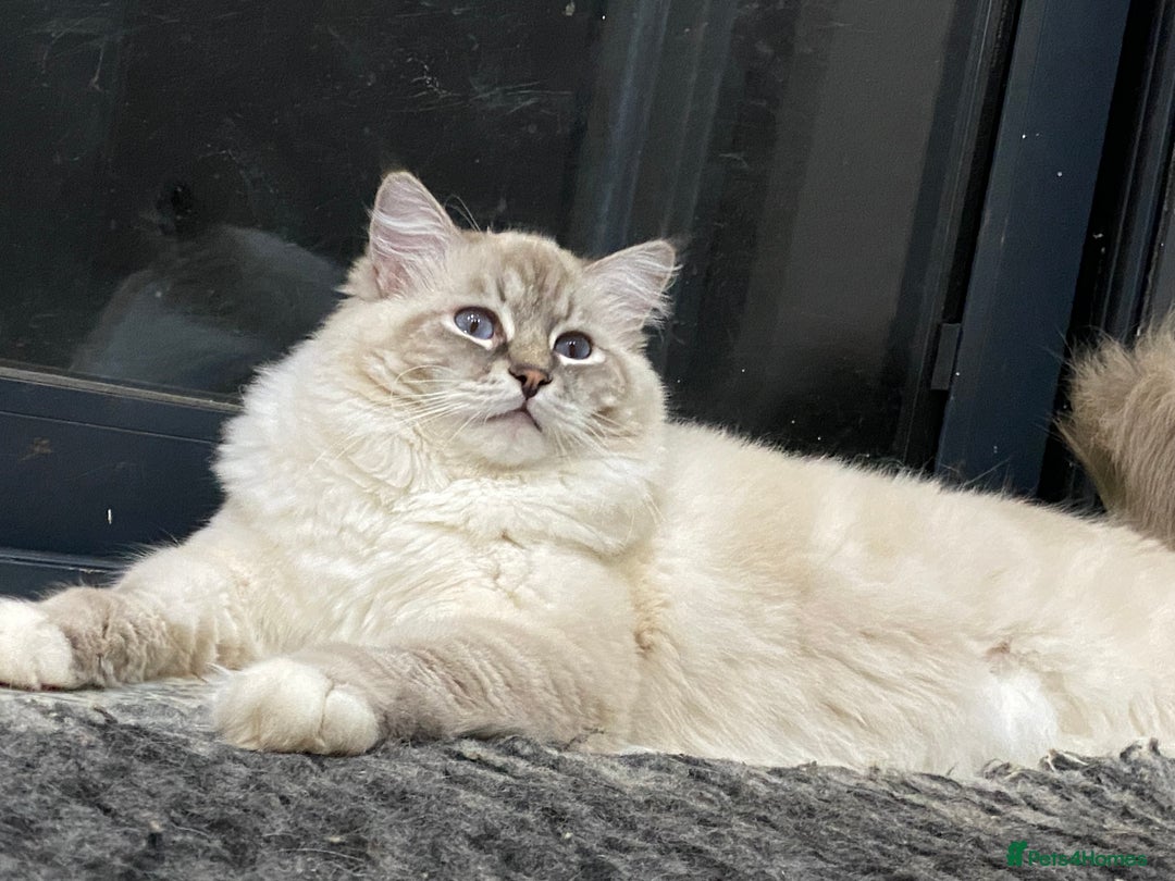 Ragdoll cats for sale: Blue Lynx TICA boy  - Image 8