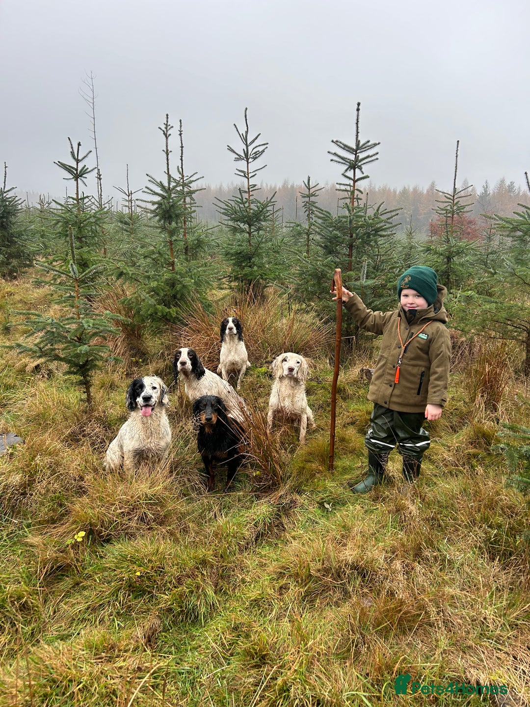 Cocker Spaniel dogs for stud: KC Registered Black and Tan Cocker Stud - Advert 2