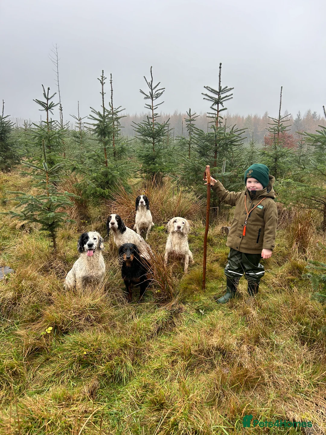 Cocker Spaniel dogs for stud: KC Registered Black and Tan Cocker Stud - Advert 4