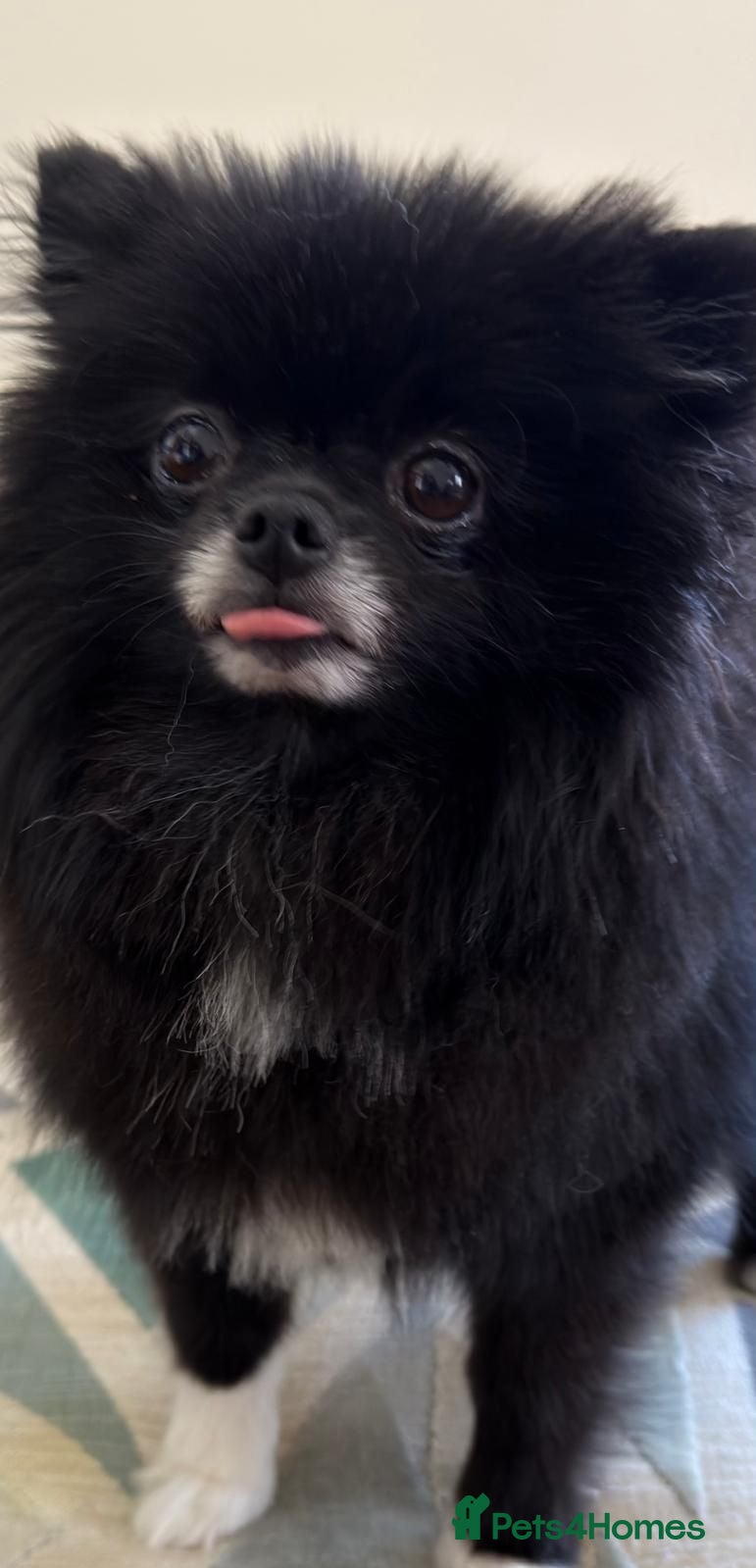 Pomeranian dogs Pomeranian • Female • 1 year 9 months • Spayed - Advert 2