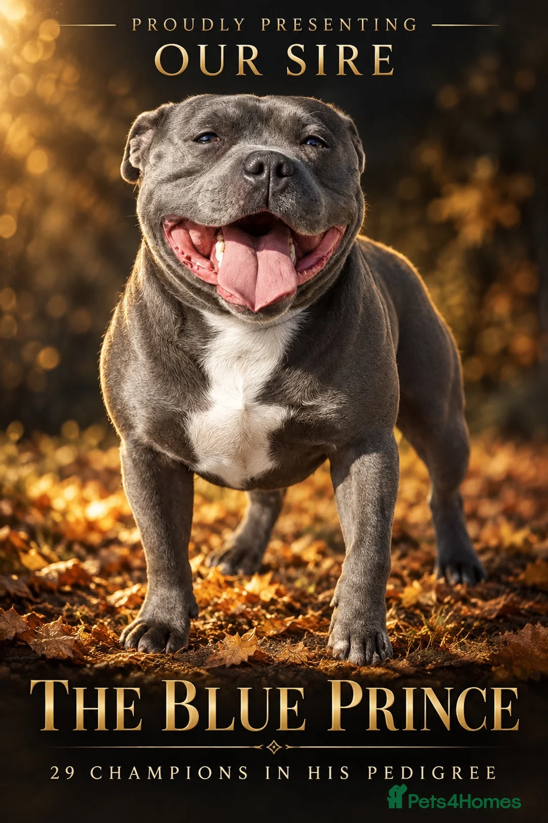 Staffordshire Bull Terrier dogs for sale: 2026 best 4 male blue Staffordshire bull terriers - Advert 2