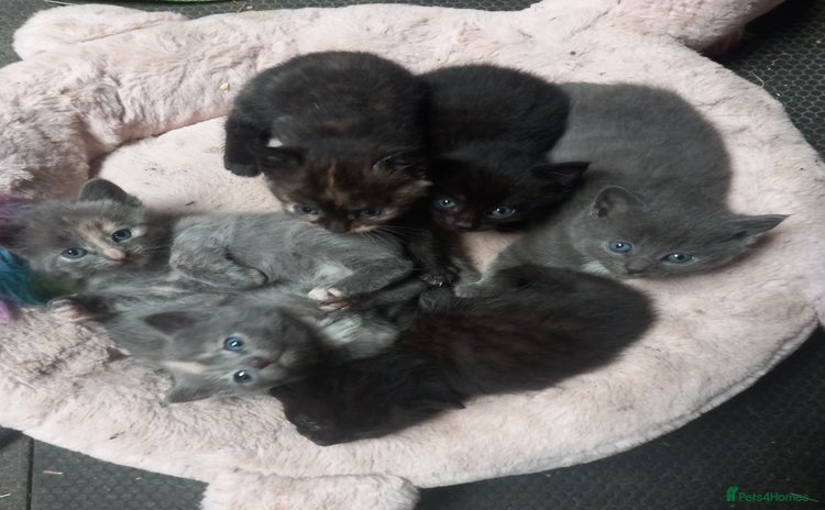 Mixed Breed cats - Advert 1