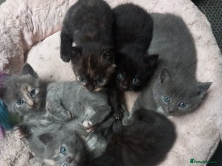 Mixed Breed cats - Advert 3