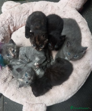 Mixed Breed cats - Advert 1