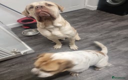 Mixed Breed dogs for sale: Central asian shepard cross - Image 2
