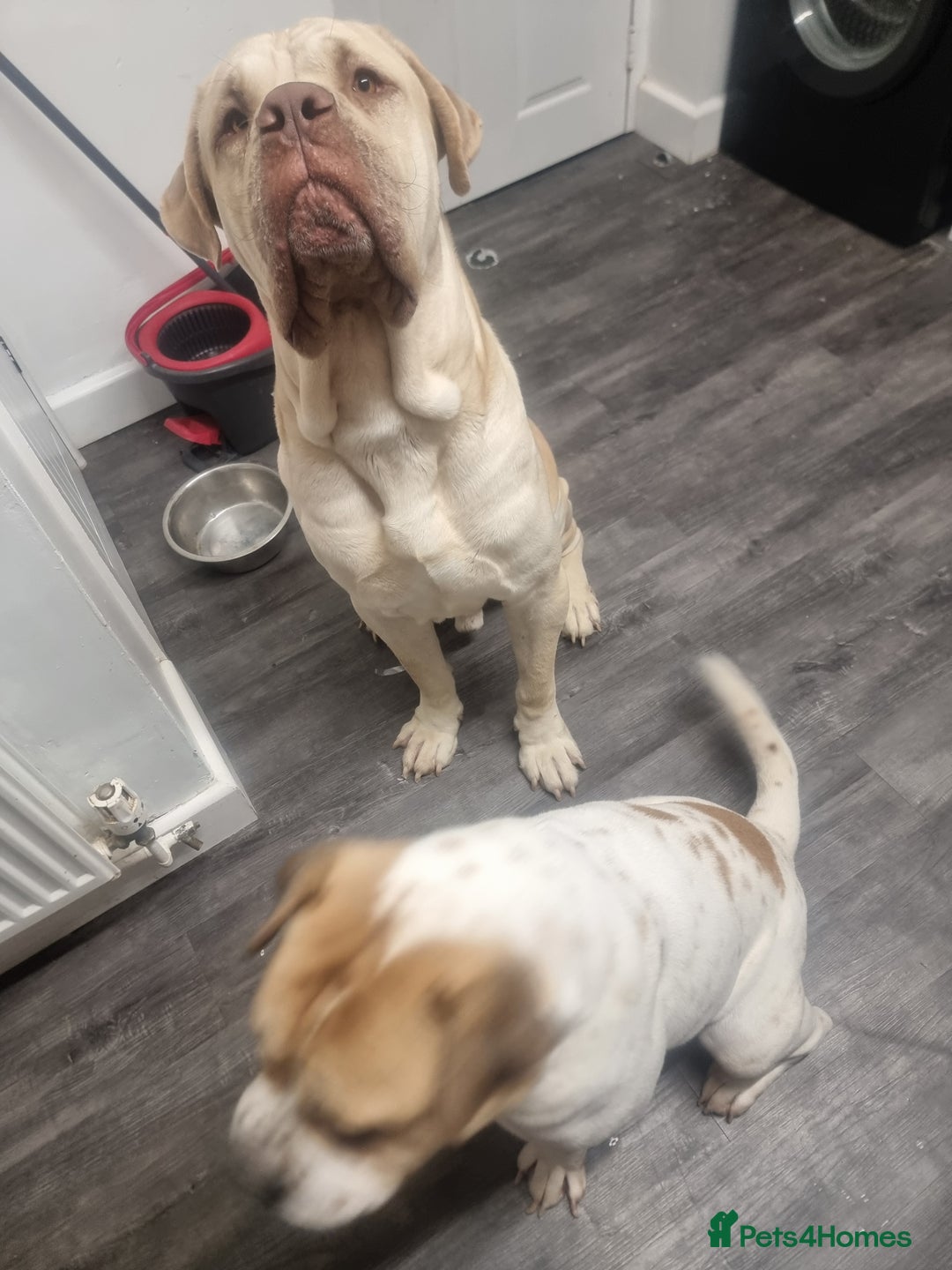 Mixed Breed dogs for sale: Central asian shepard cross - Image 2