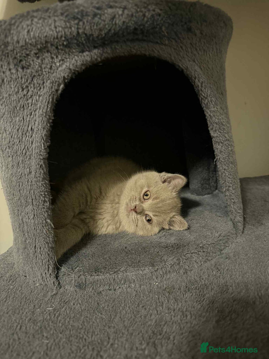 British Shorthair cats for sale: Wonderful, fluffy kittens - Advert 19