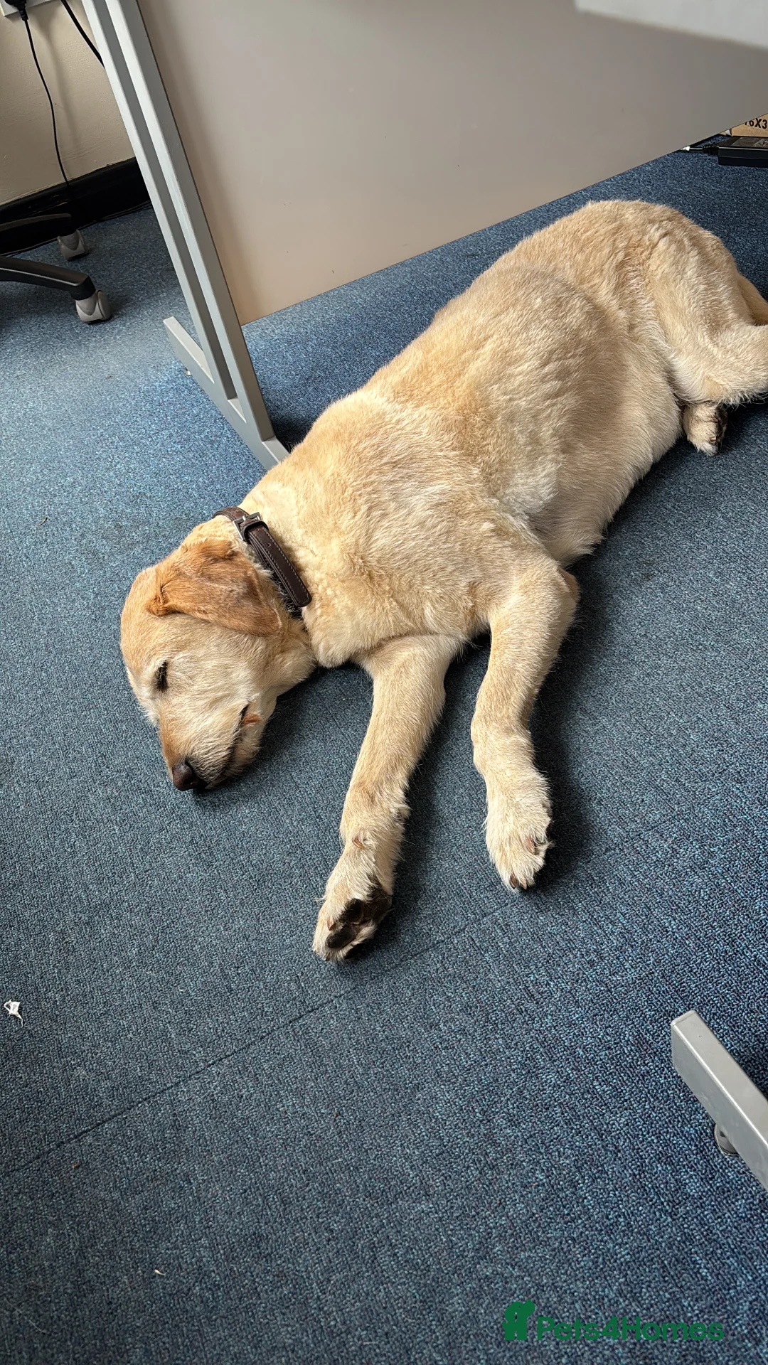 Labrador Retriever dogs for sale: Harry the Labrador - Advert 5