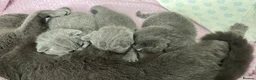 British Shorthair cats for sale: Beautiful British Blue Shorthair - Advert 3