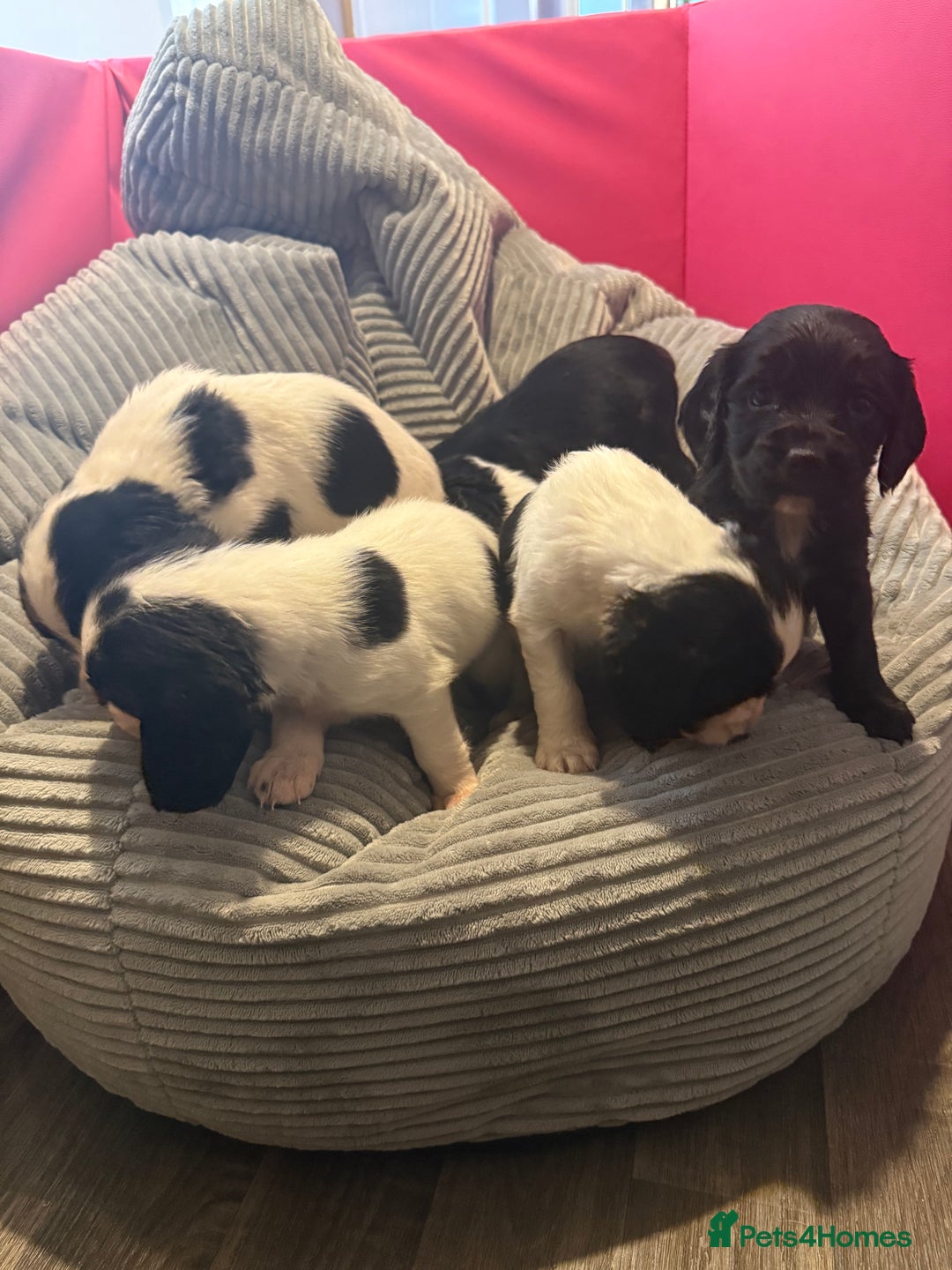 Sprocker dogs for sale: Stunning Sprocker puppies  - Advert 7