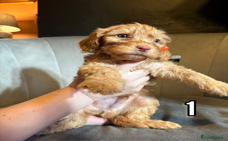 Cockapoo dogs - Advert 12