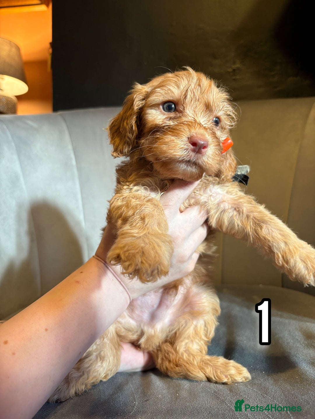 Cockapoo dogs for sale: REDUCED READY NOW TO LEAVE 5 pups left  - Image 1