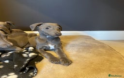Whippet dogs for sale: 4 left, KC registered blue whippet puppies  - Image 15