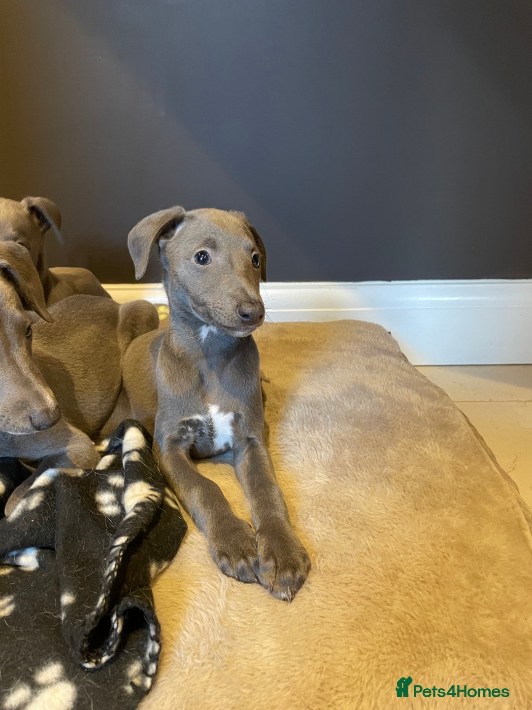 Whippet dogs for sale: 4 left, KC registered blue whippet puppies  - Image 15