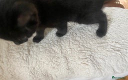 Bengal cats for sale: Bengal x - Image 6
