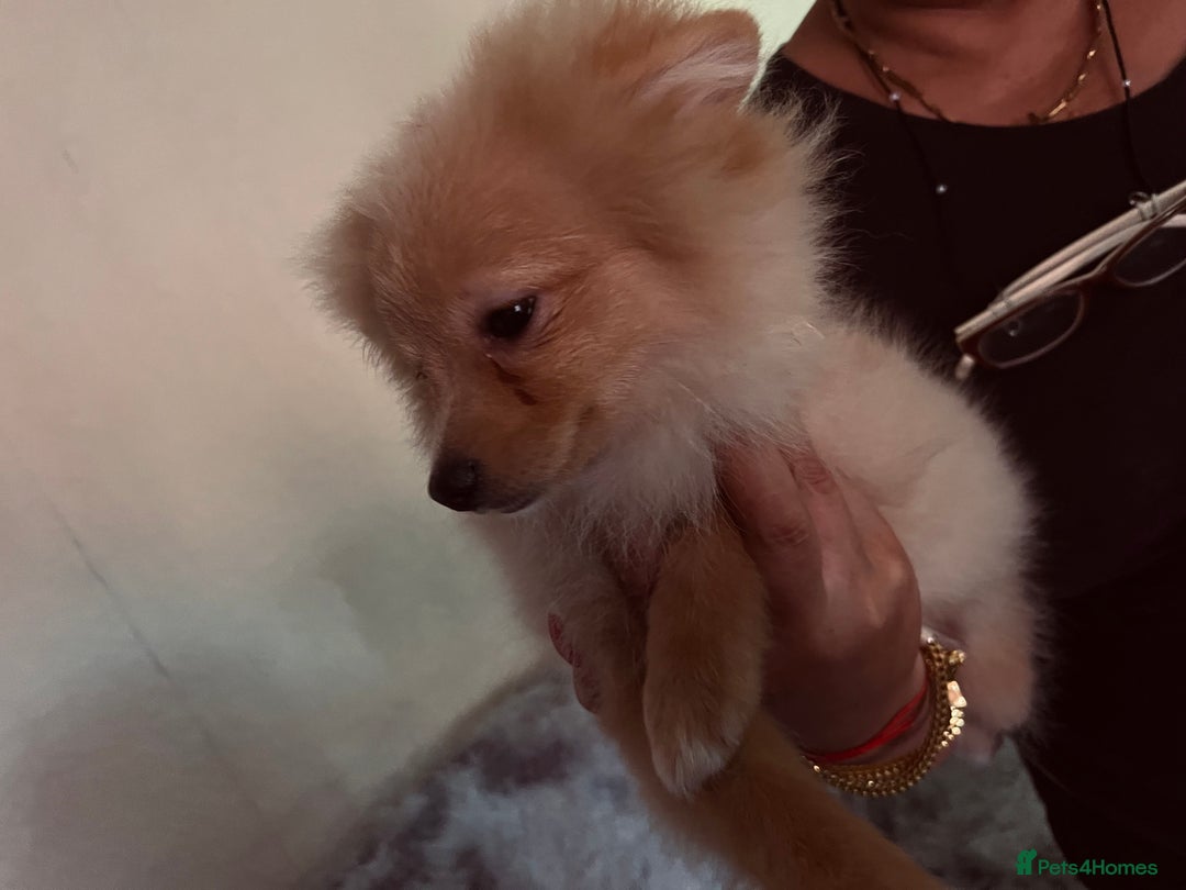 Pomeranian dogs for sale: Pomeranian girls and boys available  - Image 2