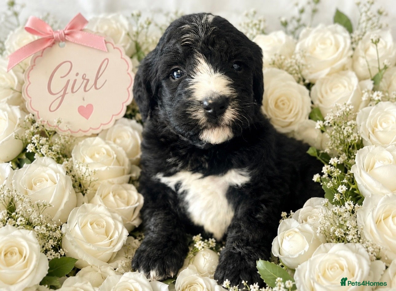 Bernedoodle dogs standard F1 Bernadoodles 3 reserved  - Advert 2