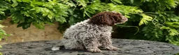 Lagotto Romagnolo dogs for sale: Lagotto Romagnolo - Advert 4
