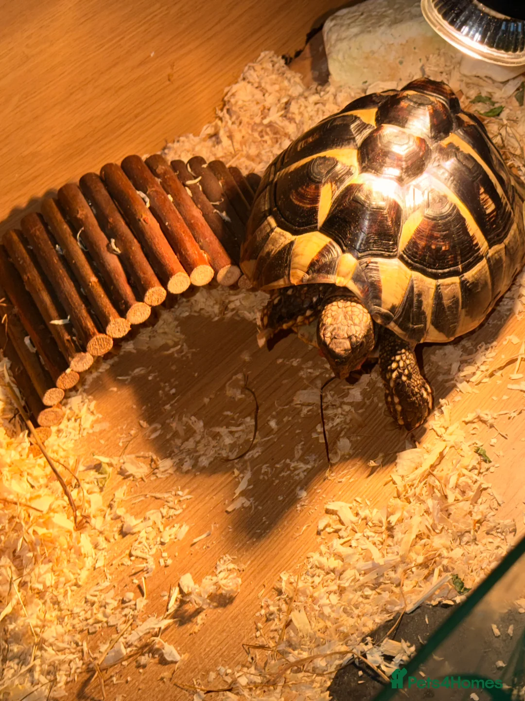 Tortoise reptiles for sale: Tilly the tortoise  in London - Advert 2