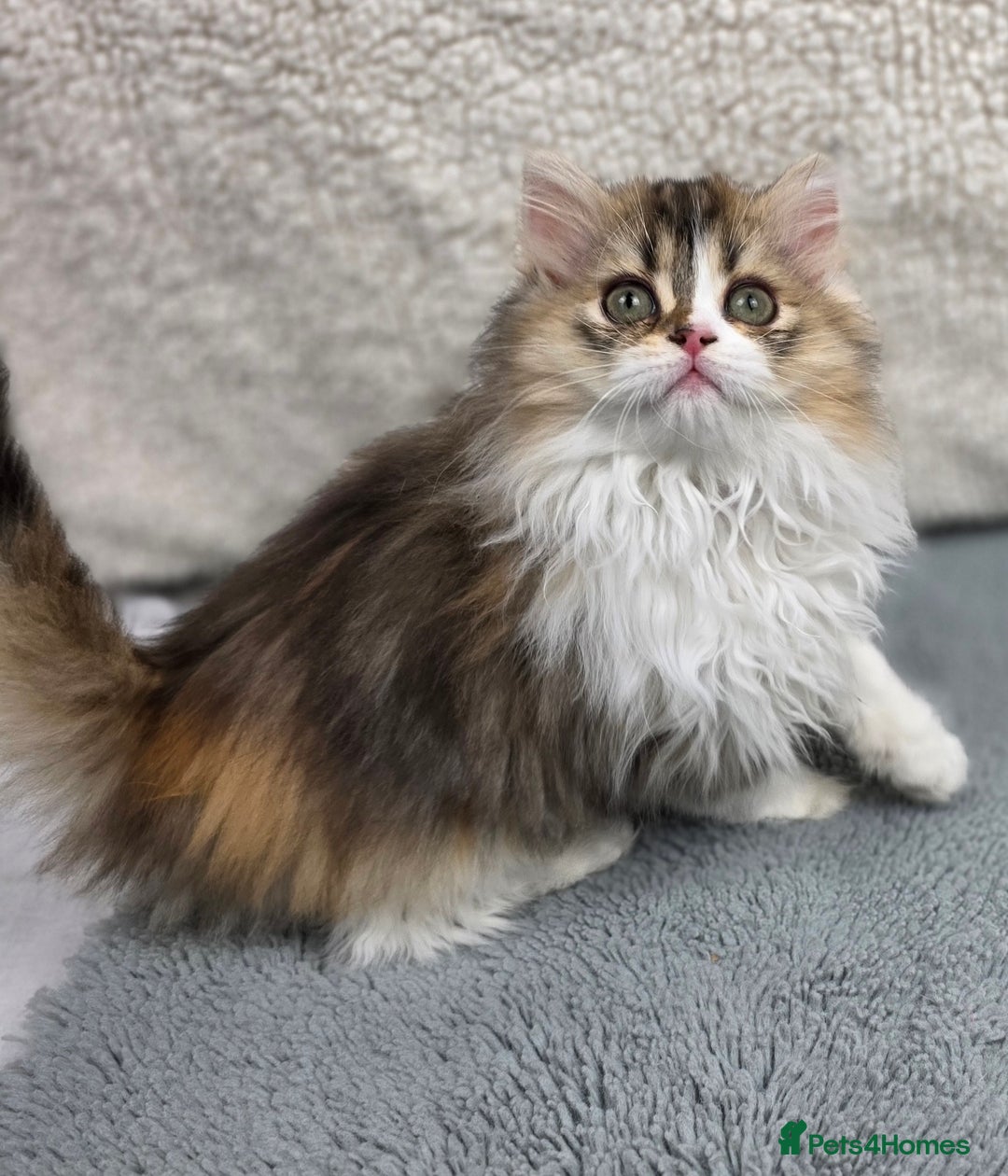 Scottish Fold cats for sale: STUNNING TICA REGISTERED SCOTTISH BABIES  - Advert 8