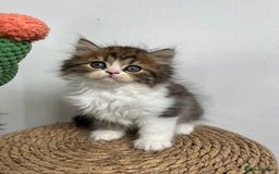 Persian cats for sale: Persian kittens for sale  - Image 9