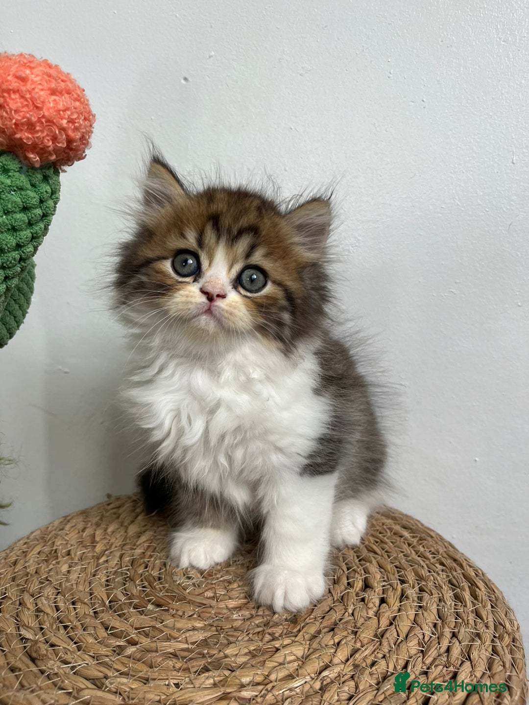 Persian cats for sale: Persian kittens for sale  - Image 9