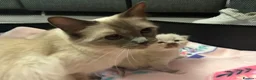Ragdoll cats for sale: Female kitten ragdoll - Advert 3