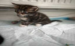 Maine Coon cats for sale: Gorgeous Maine Coon Cross Kittens - Image 6