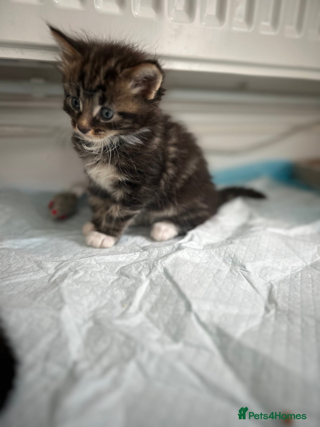 Maine Coon cats for sale: Gorgeous Maine Coon Cross Kittens - Image 6