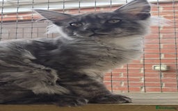 Maine Coon cats for sale: VARIOUS FULL PEDIGREE MAINE COON KITTENS FOR SALE in Rotherham - Image 16