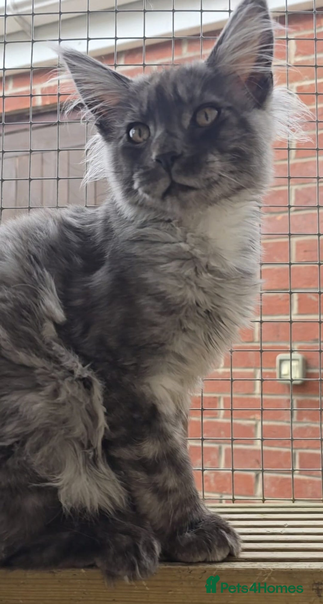 Maine Coon cats for sale: VARIOUS FULL PEDIGREE MAINE COON KITTENS FOR SALE in Rotherham - Image 16