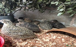Quail poultry for sale: Jumbo & Celadon (blue egg) Coturnix Quail & eggs - Image 9