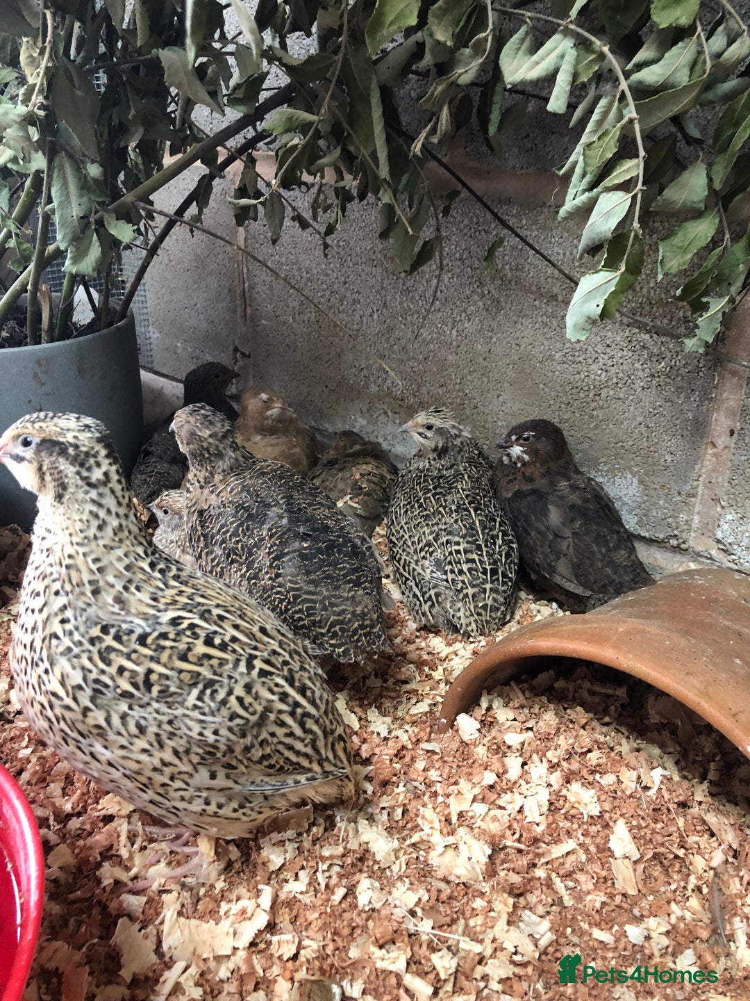 Quail poultry for sale: Jumbo & Celadon (blue egg) Coturnix Quail & eggs - Image 9