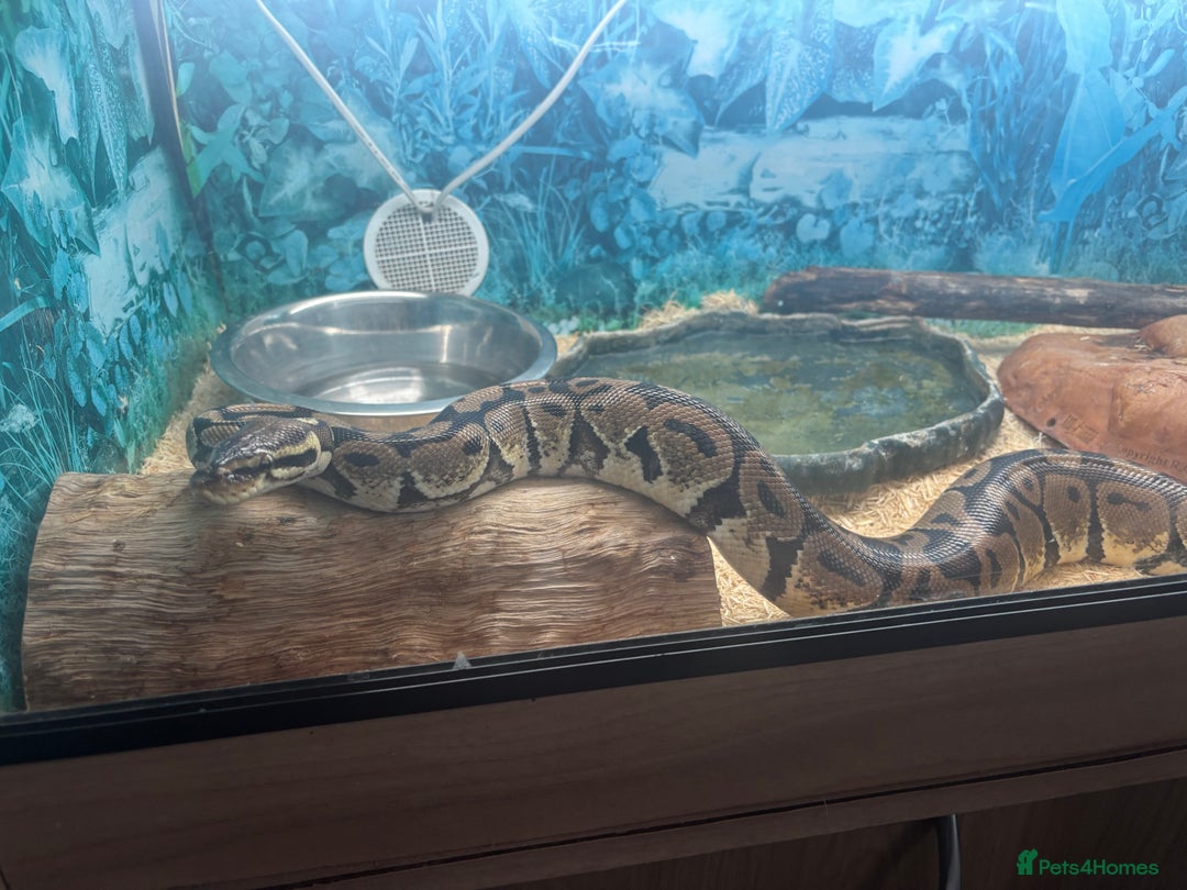 Python Snake reptiles for sale: 6 Year Old Royal Python Female  - Image 6
