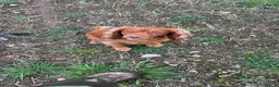 Cocker Spaniel dogs for stud: PROVEN KC RED COCKER SPANIEL 🧬⭐️ - Advert 4