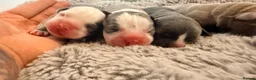 Boston Terrier dogs for sale: Boston X Puppies for sale  - Advert 20