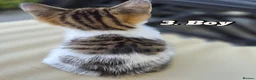 Mixed Breed cats for sale: Kittens ready to leave now in Weymouth - Advert 7