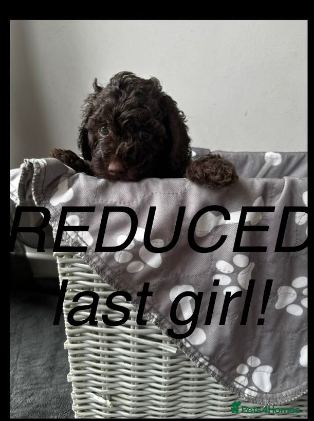 Cockapoo dogs Beautiful merle Cockapoo puppies  - Advert 14