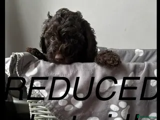 Cockapoo dogs Beautiful merle Cockapoo puppies - Advert 14