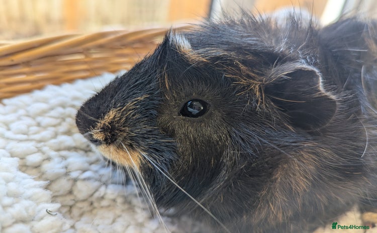Guinea Pig rodents - Advert 7