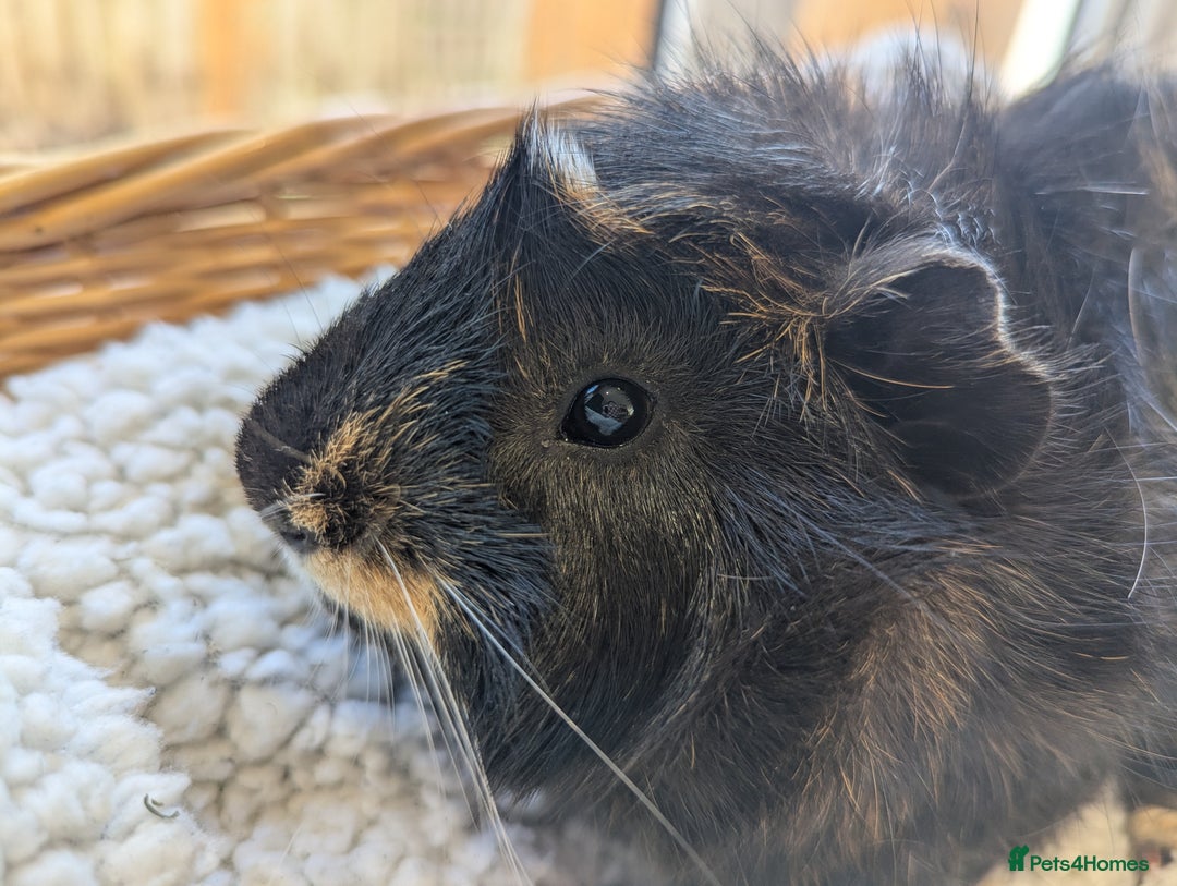 Guinea Pig rodents for sale: Gorgeous male guinea pig - Image 1