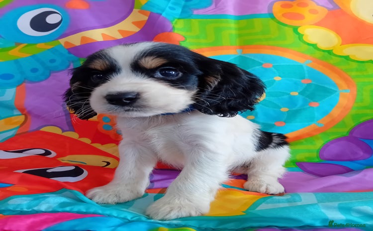 Cocker Spaniel dogs - Advert 5
