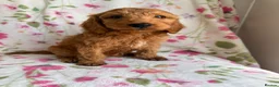 Cockapoo dogs for sale: LAST 3 READY TO LEAVE!!! COCKAPOO PUPPIES - Advert 4