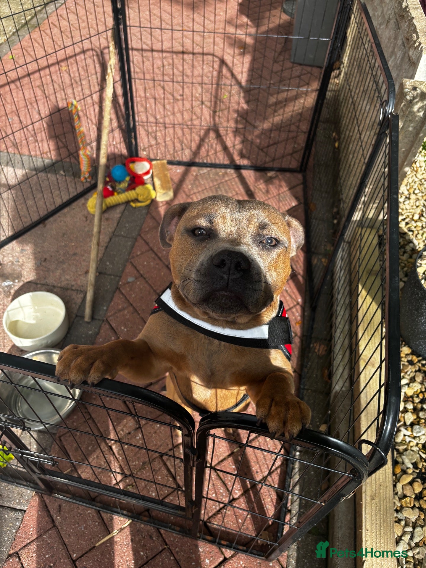 Staffordshire Bull Terrier dogs for sale: Staffordshire bull terrier - Advert 6
