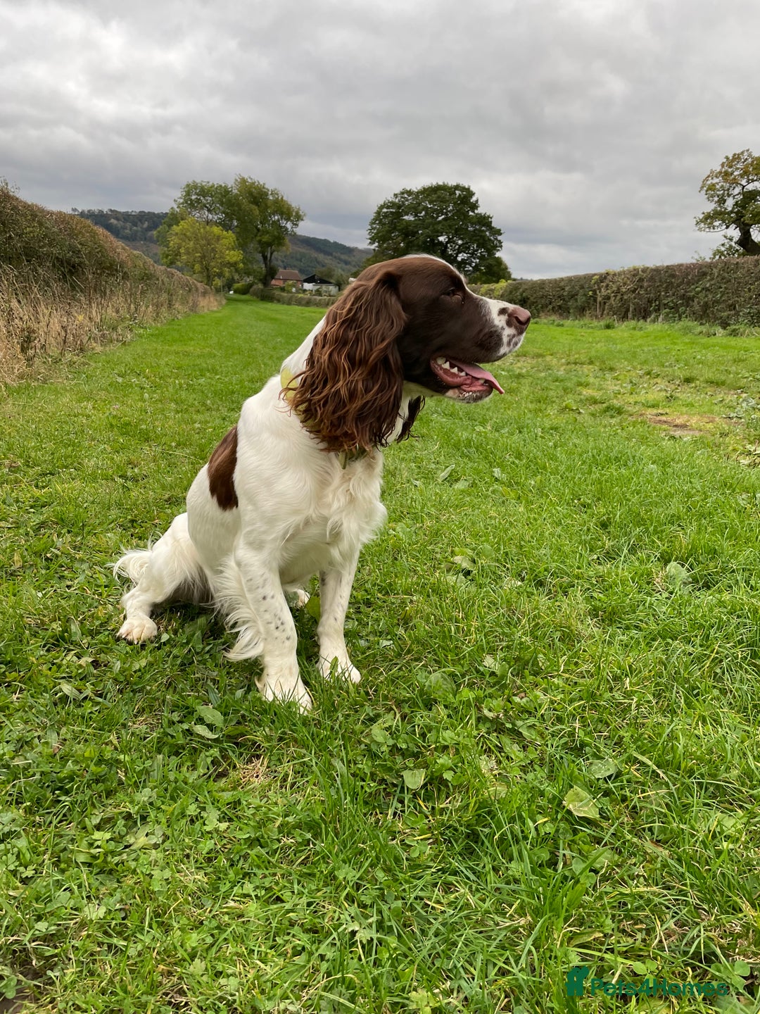 English Springer Spaniel dogs for stud: English Springer Spaniel Stud – “PADDY’S GILL LAD - Advert 7